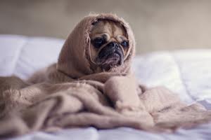 Puppy in a blanket symbolizing dealing with upset customers